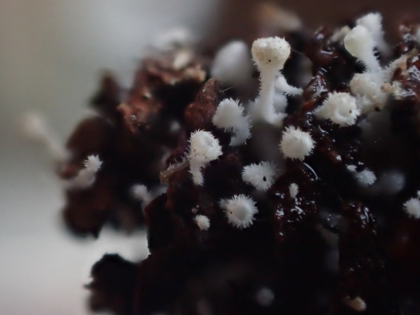 Photo © Sarah Ebdon Lachnum virgineum by Sarah Ebdon